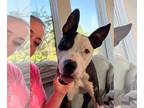 American Pit Bull Terrier Mix DOG FOR ADOPTION RGADN-1235681 - Master Duke -
