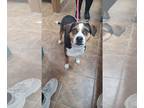 Beagle Mix DOG FOR ADOPTION RGADN-1235685 - Bailey-Female - Beagle / Mixed