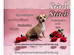 Dachshund DOG FOR ADOPTION RGADN-1235688 - Stitch - Dachshund Dog For Adoption