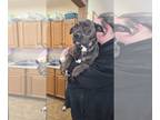 American Pit Bull Terrier-Plott Hound Mix DOG FOR ADOPTION RGADN-1235691 -