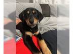 Labrador Retriever Mix DOG FOR ADOPTION RGADN-1235692 - BERNADETTE - Labrador