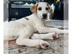 Labrador Retriever Mix DOG FOR ADOPTION RGADN-1235693 - PENNY - Labrador