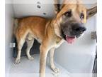 Akita-German Shepherd Dog Mix DOG FOR ADOPTION RGADN-1235698 - A618589 - Akita /