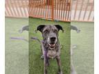 Great Dane Mix DOG FOR ADOPTION RGADN-1235701 - SAMSON - Great Dane / Mixed