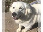 Great Pyrenees DOG FOR ADOPTION RGADN-1235736 - Bear - Great Pyrenees Dog For