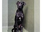 Great Dane DOG FOR ADOPTION RGADN-1235741 - CHICO - Great Dane (medium coat) Dog