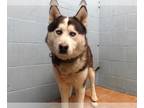 Mix DOG FOR ADOPTION RGADN-1235743 - TRAVIS - Husky (medium coat) Dog For