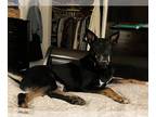 German Shepherd Dog DOG FOR ADOPTION RGADN-1235748 - Mav - German Shepherd Dog /