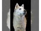 Siberian Husky DOG FOR ADOPTION RGADN-1235750 - Athena - Siberian Husky Dog For