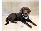 Labrador Retriever DOG FOR ADOPTION RGADN-1235752 - Hershey - Labrador Retriever