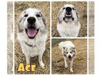 Great Pyrenees-Huskies Mix DOG FOR ADOPTION RGADN-1235753 - Ace - Great Pyrenees