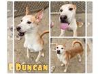 Huskies Mix DOG FOR ADOPTION RGADN-1235756 - Duncan - Husky / Mixed Dog For