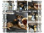 Beagle Mix DOG FOR ADOPTION RGADN-1235757 - BUSTER aka ROOSTER - Beagle / Mixed