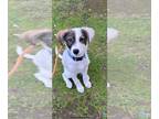 Jack Russell Terrier Mix DOG FOR ADOPTION RGADN-1235765 - Buka - Jack Russell