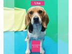 Beagle DOG FOR ADOPTION RGADN-1235772 - Lisa - Beagle Dog For Adoption