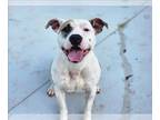 American Pit Bull Terrier DOG FOR ADOPTION RGADN-1235786 - GLENDA - Pit Bull