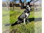 Border Collie Mix DOG FOR ADOPTION RGADN-1235788 - Freya - Border Collie / Mixed