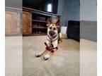 German Shepherd Dog DOG FOR ADOPTION RGADN-1235797 - Daisy - German Shepherd Dog