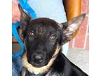 Adopt Sirrius - Adopt Me! a German Shepherd Dog