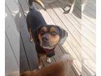 Raggle DOG FOR ADOPTION RGADN-1235798 - Diesel Valentine - Rat Terrier / Beagle