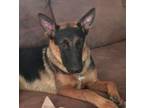 Adopt Xander - Adopt Me! a German Shepherd Dog