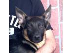 Adopt Elera - Adopt Me! a German Shepherd Dog
