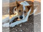 Parson Russell Terrier Mix DOG FOR ADOPTION RGADN-1235807 - PENGUIN - Parson