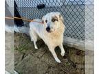 Great Pyrenees Mix DOG FOR ADOPTION RGADN-1235829 - A070476 - Great Pyrenees /