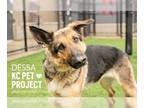 German Shepherd Dog Mix DOG FOR ADOPTION RGADN-1235839 - Dessa - German Shepherd