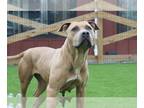 American Pit Bull Terrier DOG FOR ADOPTION RGADN-1235850 - Cornbread - Pit Bull