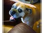 Boxer DOG FOR ADOPTION RGADN-1235851 - Molly IV - Silver Heart - Boxer Dog For