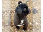 Shih Tzu Mix DOG FOR ADOPTION RGADN-1235856 - Ace Ventura Lonestar - Shih Tzu /