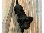 Poodle (Miniature) Mix DOG FOR ADOPTION RGADN-1235903 - Pony - Yorkshire Terrier