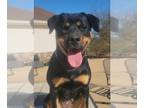 Rottweiler Mix DOG FOR ADOPTION RGADN-1235907 - Sage - Rottweiler / Mixed Dog