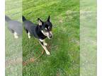 German Shepherd Dog-Huskies Mix DOG FOR ADOPTION RGADN-1235913 - Marley - German