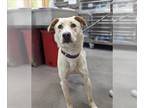 Collie Mix DOG FOR ADOPTION RGADN-1235931 - *JESSIE - Collie / Mixed (short