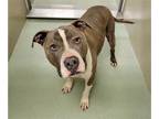 American Pit Bull Terrier Mix DOG FOR ADOPTION RGADN-1235935 - BOOTS - Pit Bull