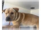 Chinese Shar-Pei Mix DOG FOR ADOPTION RGADN-1235947 - A617927 - Chinese Shar-Pei