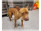 American Staffordshire Terrier DOG FOR ADOPTION RGADN-1235952 - A618616 -