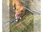 American Pit Bull Terrier DOG FOR ADOPTION RGADN-1235966 - MARCUS - American Pit