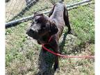 Great Dane-Labrador Retriever Mix DOG FOR ADOPTION RGADN-1235980 - QUINN -