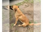 Black Mouth Cur Mix DOG FOR ADOPTION RGADN-1235997 - BUDDY - Black Mouth Cur /