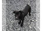Great Dane Mix DOG FOR ADOPTION RGADN-1236002 - Ashton - Great Dane / Mixed