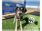 Great Dane Mix DOG FOR ADOPTION RGADN-1236011 - ROYCE - Great Dane / Mixed