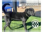 Labrador Retriever Mix DOG FOR ADOPTION RGADN-1236012 - DONNIE - Labrador