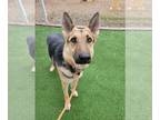 German Shepherd Dog DOG FOR ADOPTION RGADN-1236016 - ZORA - German Shepherd Dog