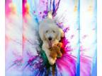 Goldendoodle DOG FOR ADOPTION RGADN-1236019 - Jojo - Golden Retriever / Poodle