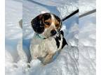 Beagle Mix DOG FOR ADOPTION RGADN-1236023 - Amos - Beagle / Mixed (short coat)