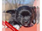 Pomeranian Mix DOG FOR ADOPTION RGADN-1236027 - Carey - Pomeranian / Shetland