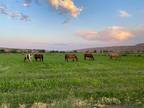 Monticello, Sierra County, NM Farms and Ranches, Recreational Property